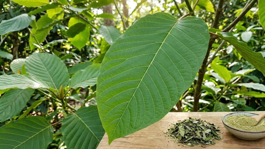 Kratom leaves and powder bowl on table in the forest