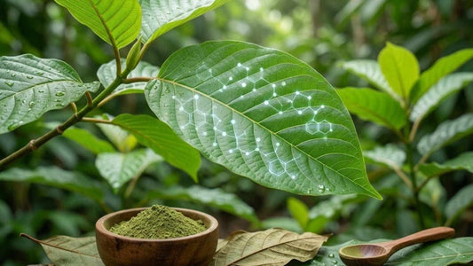 Close-up of kratom leaf with powder bowl in the jungle
